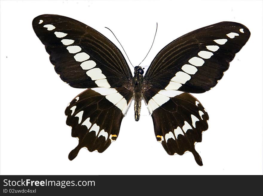 Beautiful isolated butterfly from tropics. Beautiful isolated butterfly from tropics