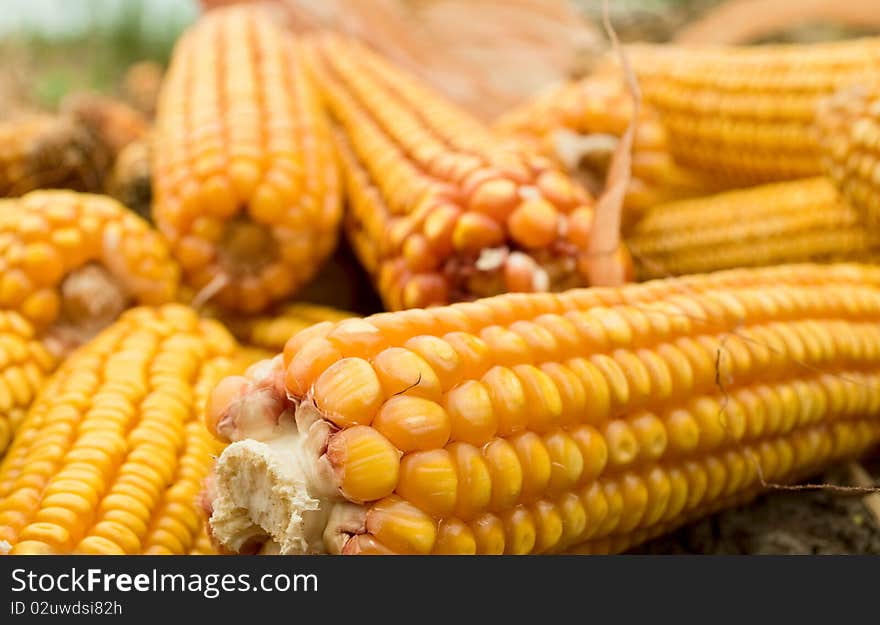 Golden Corn