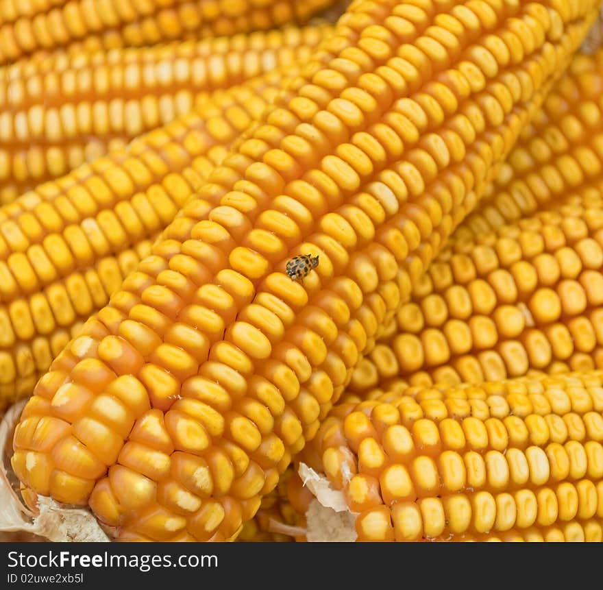 A pile of golden corn