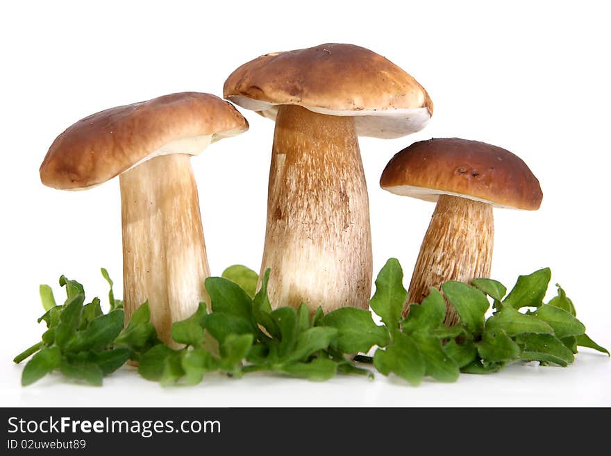 Group of forest mushrooms