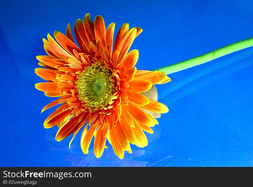 Orange gerbera on blue backgrounds.