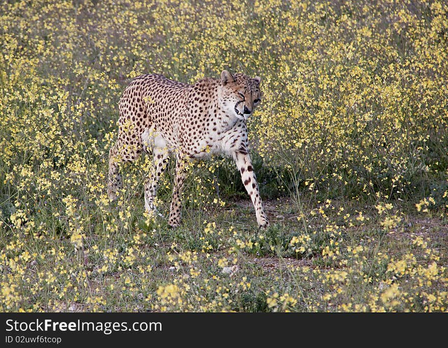 Sneezing cheetah