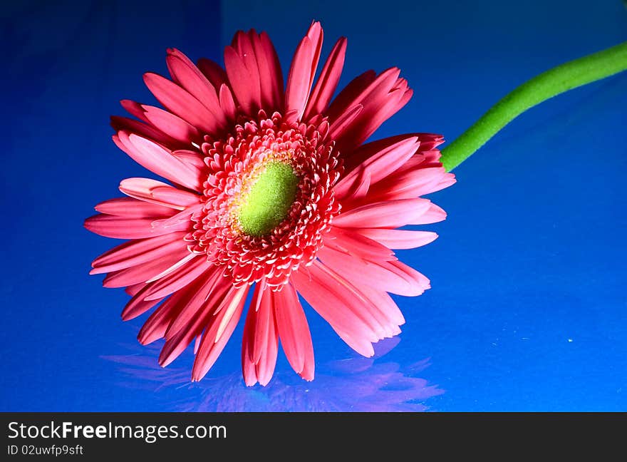 Red gerbera on blue backgrounds.