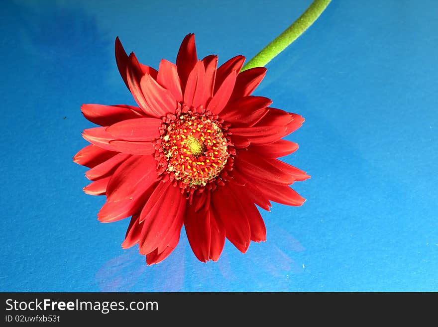 Red gerbera on blue backgrounds.