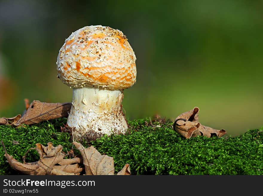 Mushroom - yellow toadstool in moss