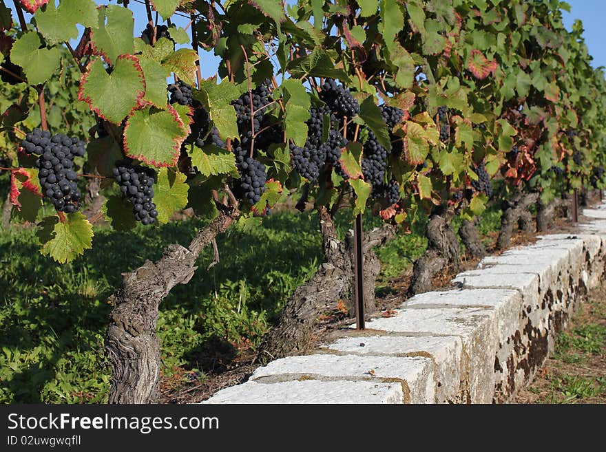 Vine and grapes red and sky blue