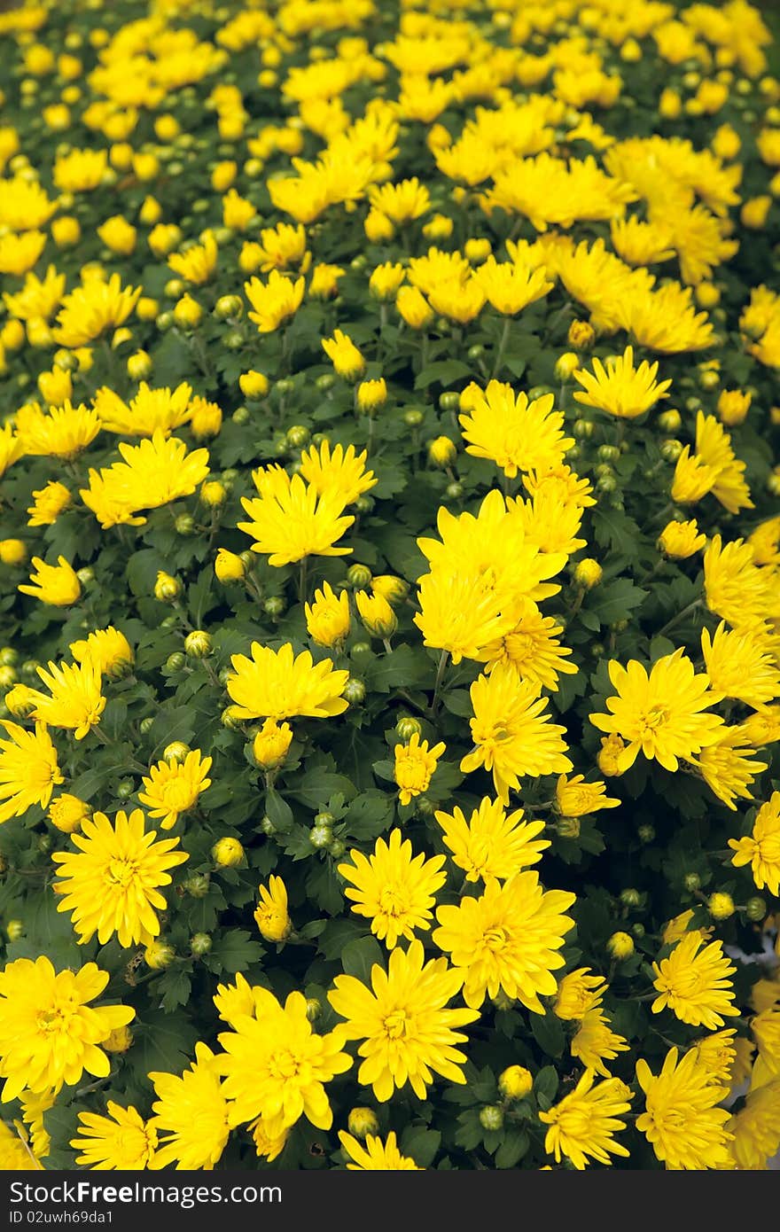 The background of many mum flowers