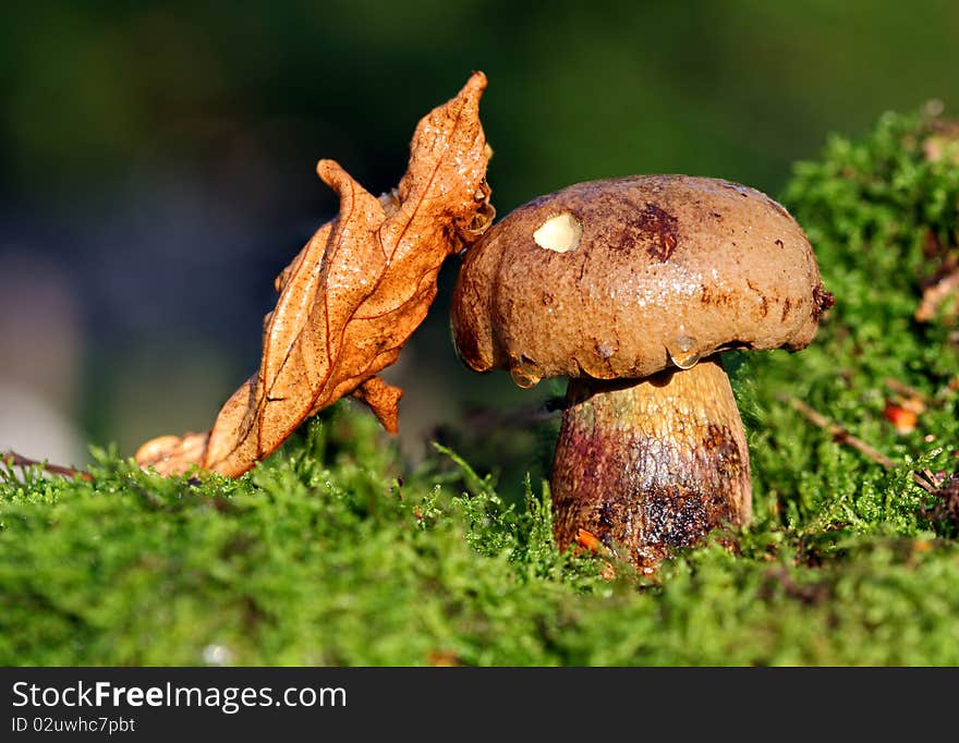 Cep in moss