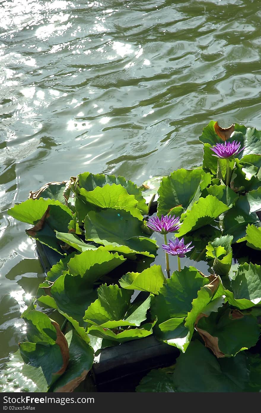 Lotus central pool with sun evening