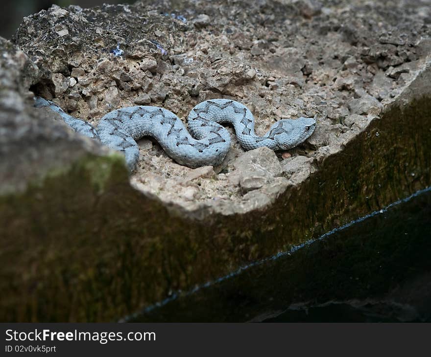 Viper snake lies bedide water