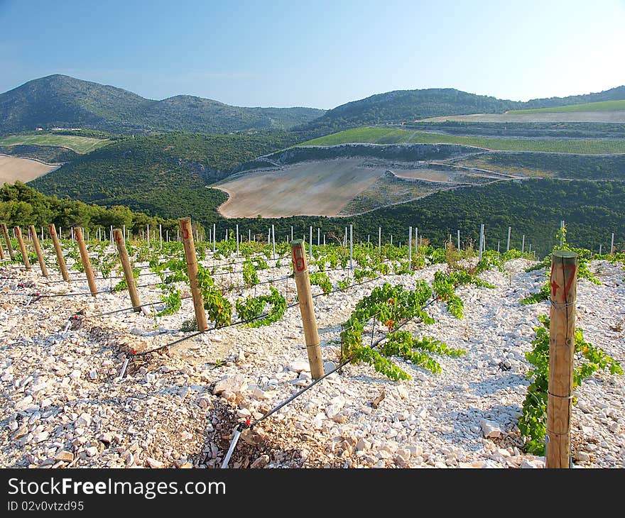 View on the young vinegrape. View on the young vinegrape