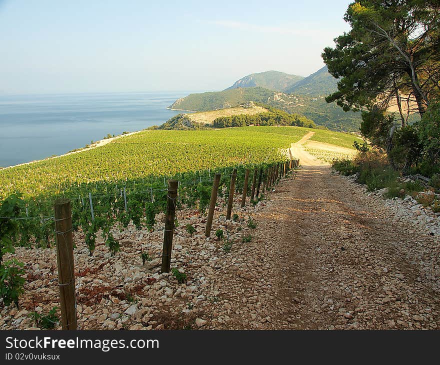 View on young vinegrape and the sea. View on young vinegrape and the sea