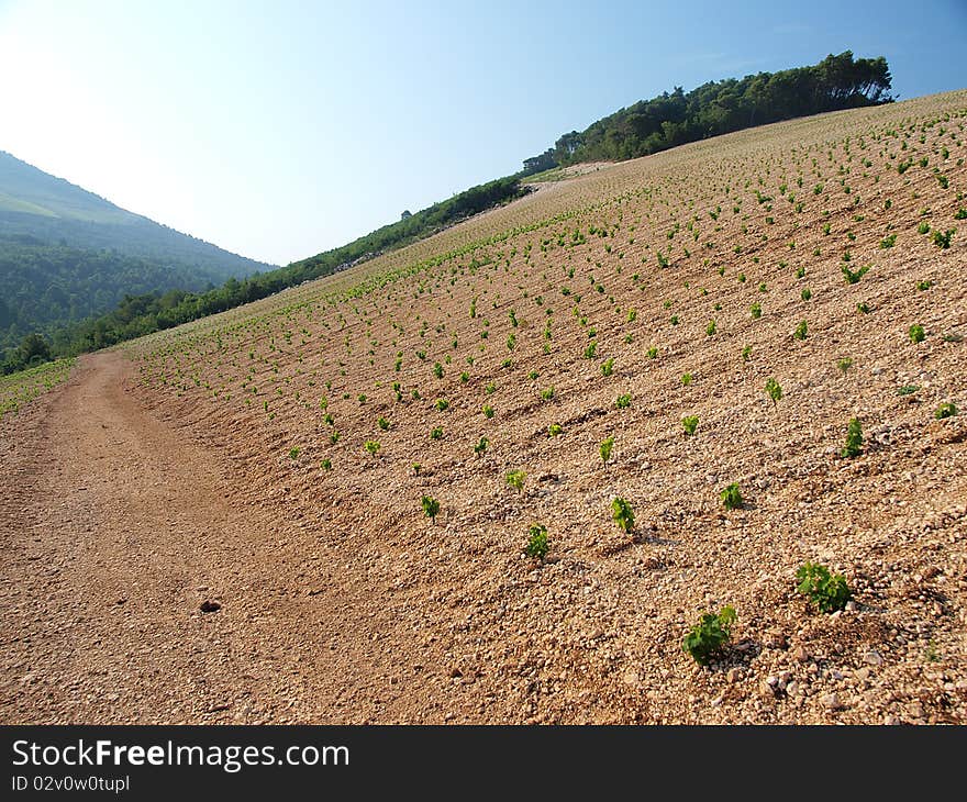 View on young vinegrape s. View on young vinegrape s
