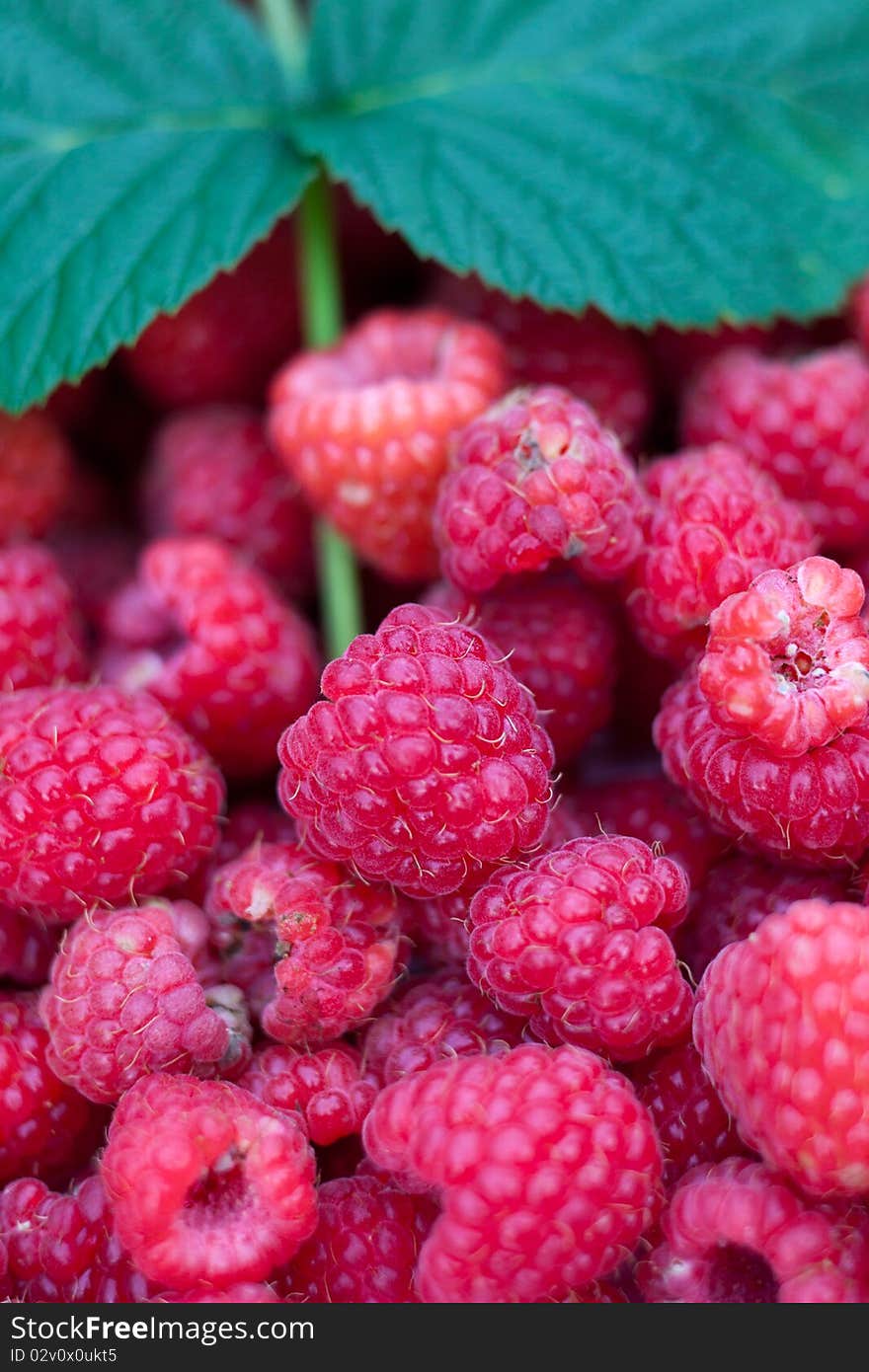 Red raspberries as a background