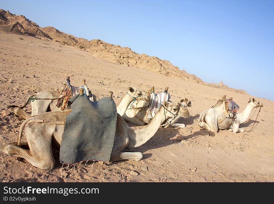 Egyptain camels in the desert