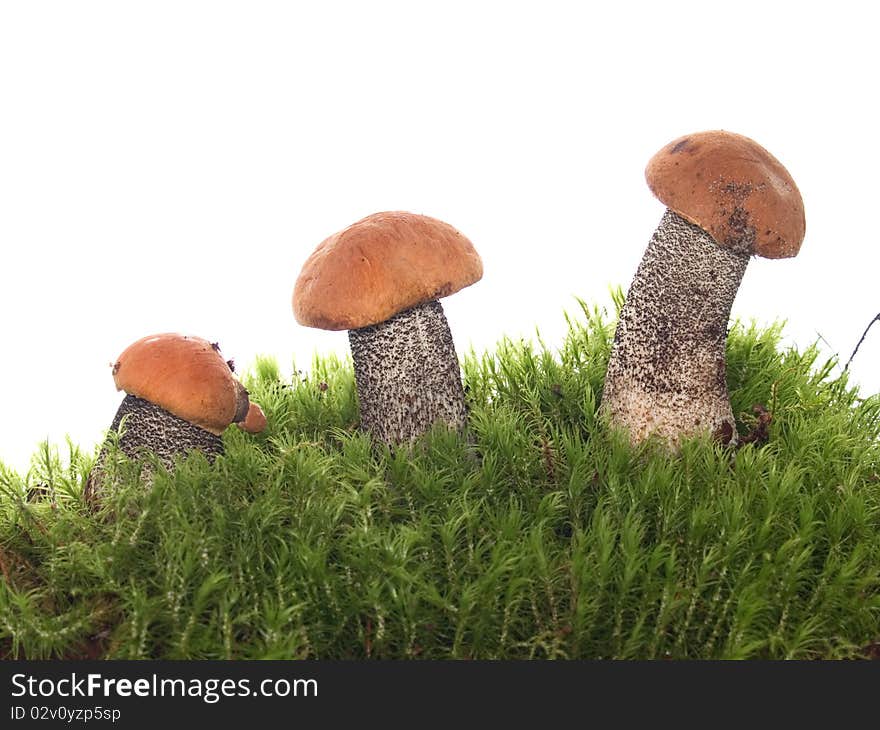 Orange-cap boletus on the moss image isolated on the white background. Orange-cap boletus on the moss image isolated on the white background