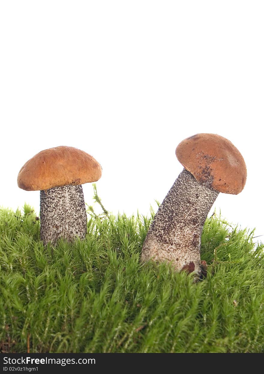 Mushrooms