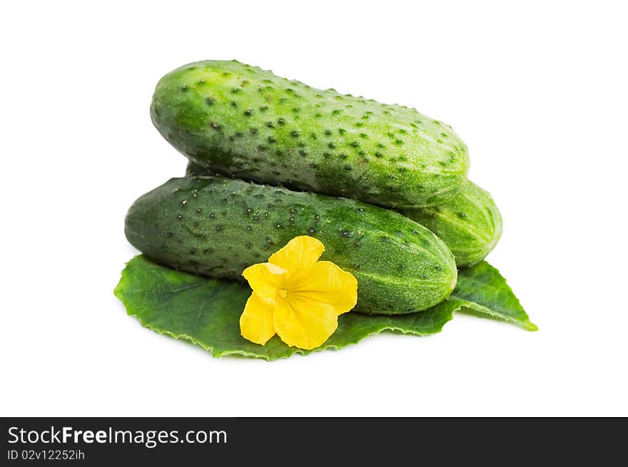 Green cucumber vegetable with leafs and flowers isolated