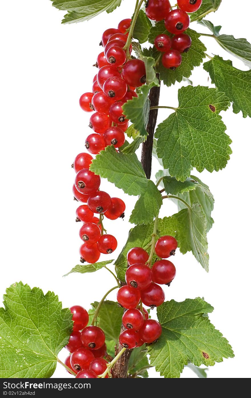 Branch of a red currant isolated