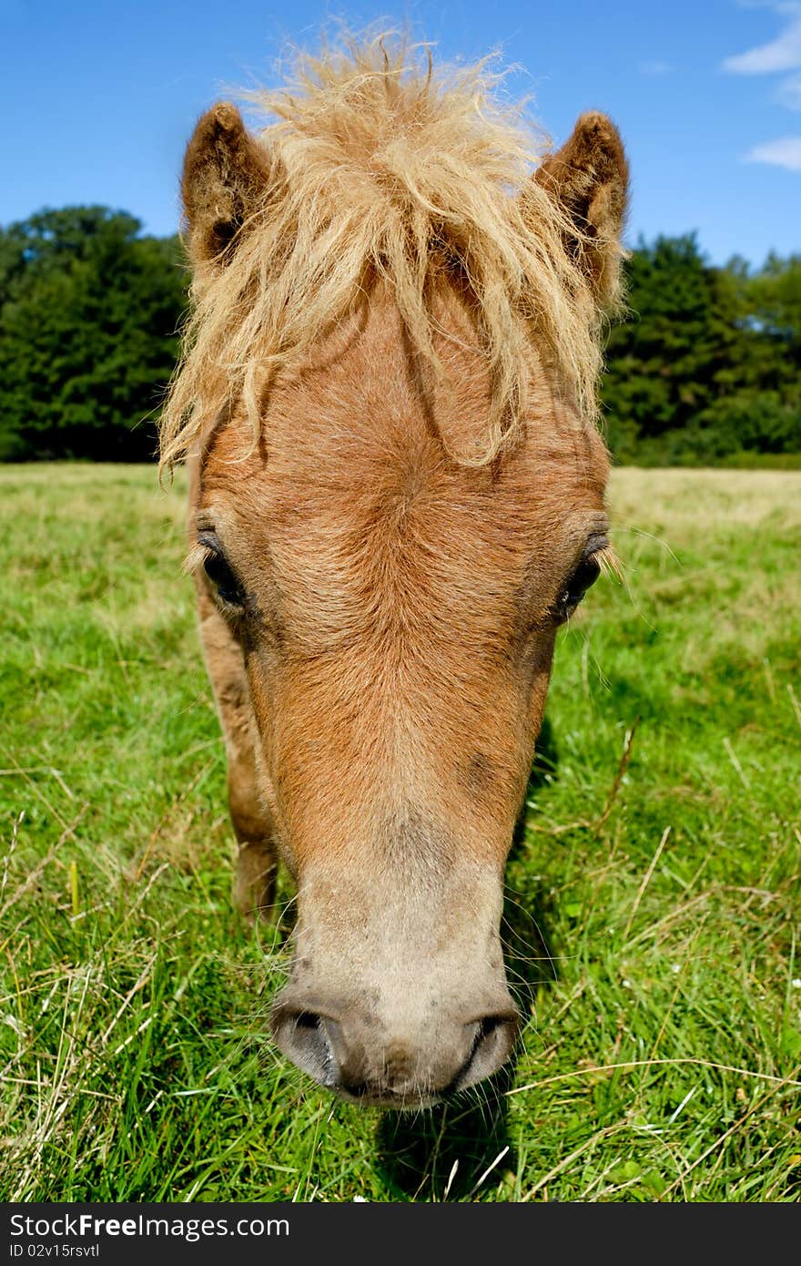 Face of sweet young horse on green grass. Face of sweet young horse on green grass.