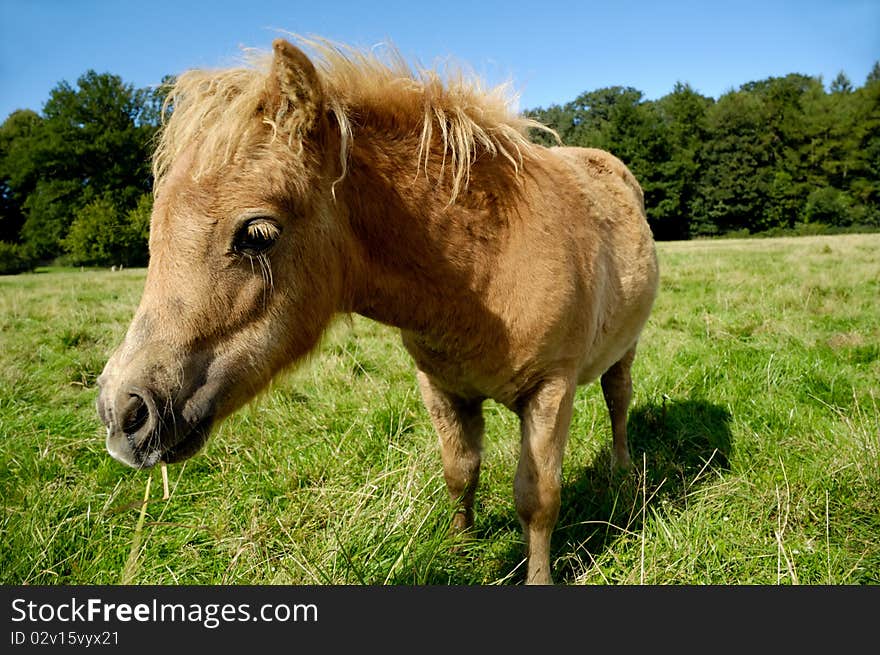 Foal is eating green grass. It is standing on a green field and the foal looks a bit sad. Foal is eating green grass. It is standing on a green field and the foal looks a bit sad.