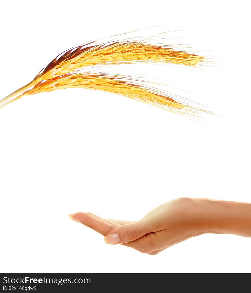 Woman's hands holding golden corn. Woman's hands holding golden corn