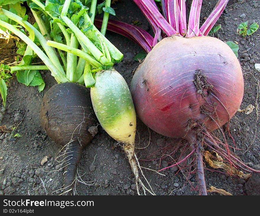 Vegetables beet and turnip resting upon land. Vegetables beet and turnip resting upon land