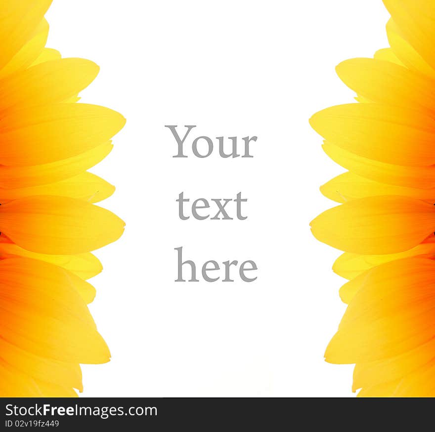 White background with yellow sunflower. White background with yellow sunflower