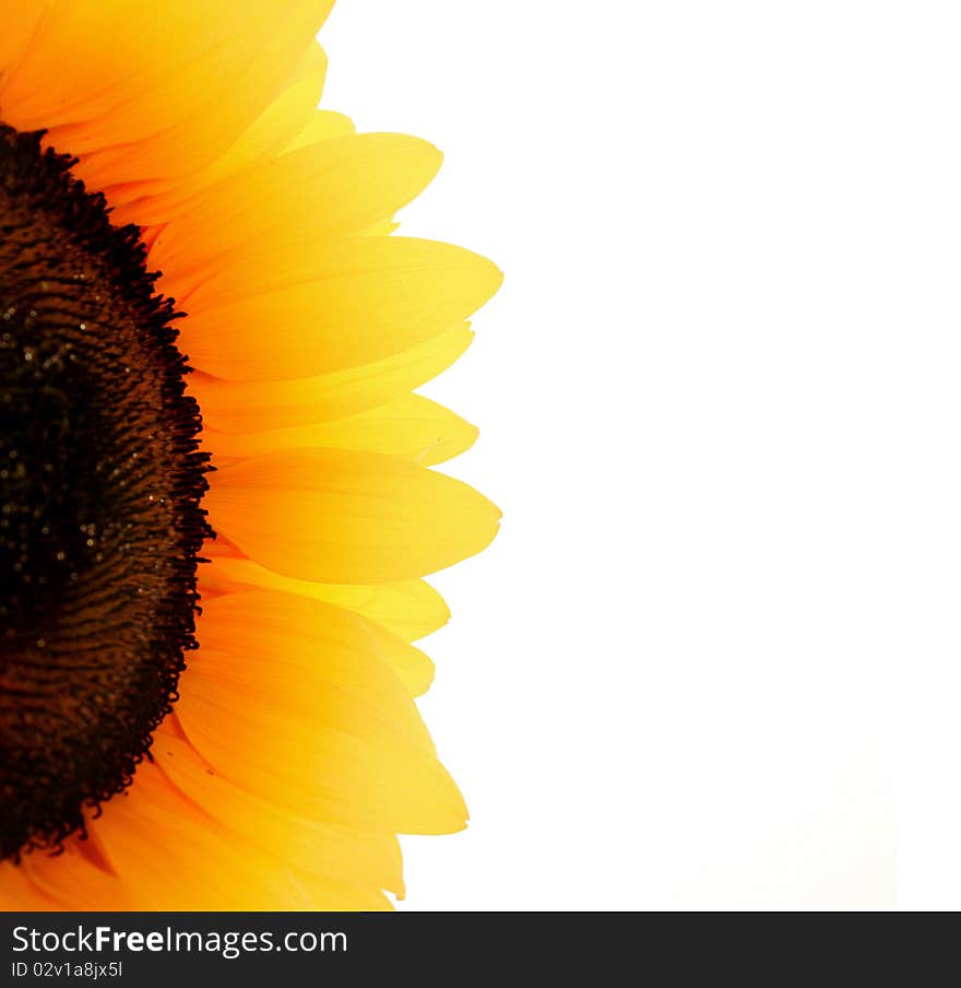 White background with yellow sunflower. White background with yellow sunflower