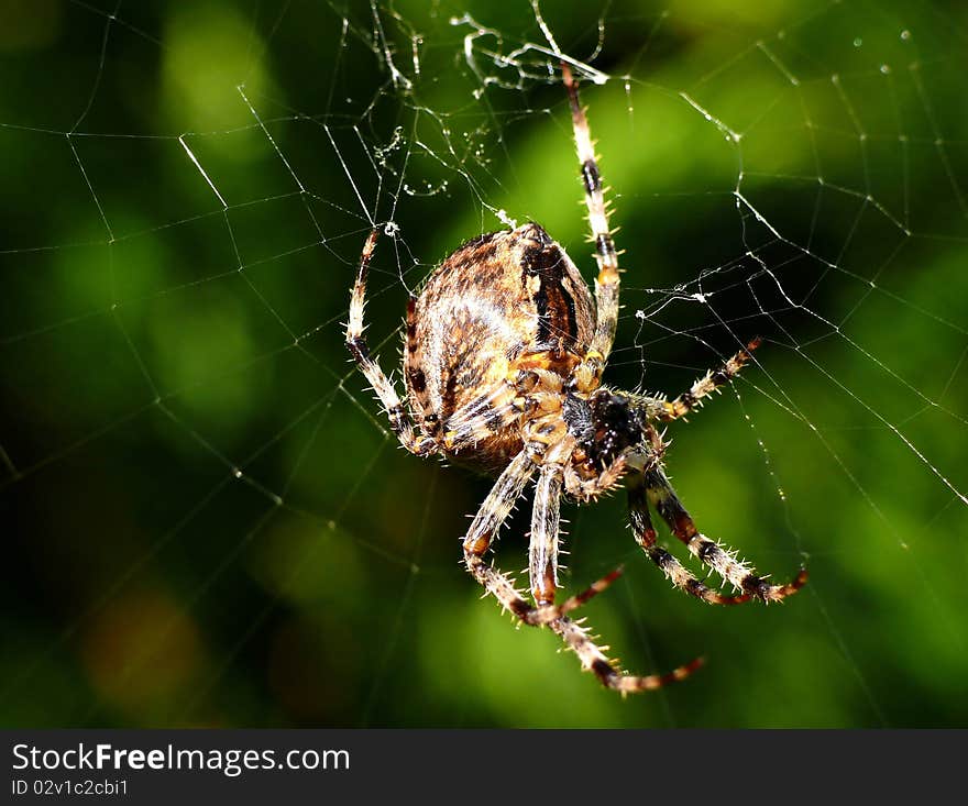 Big spider on his cobweb