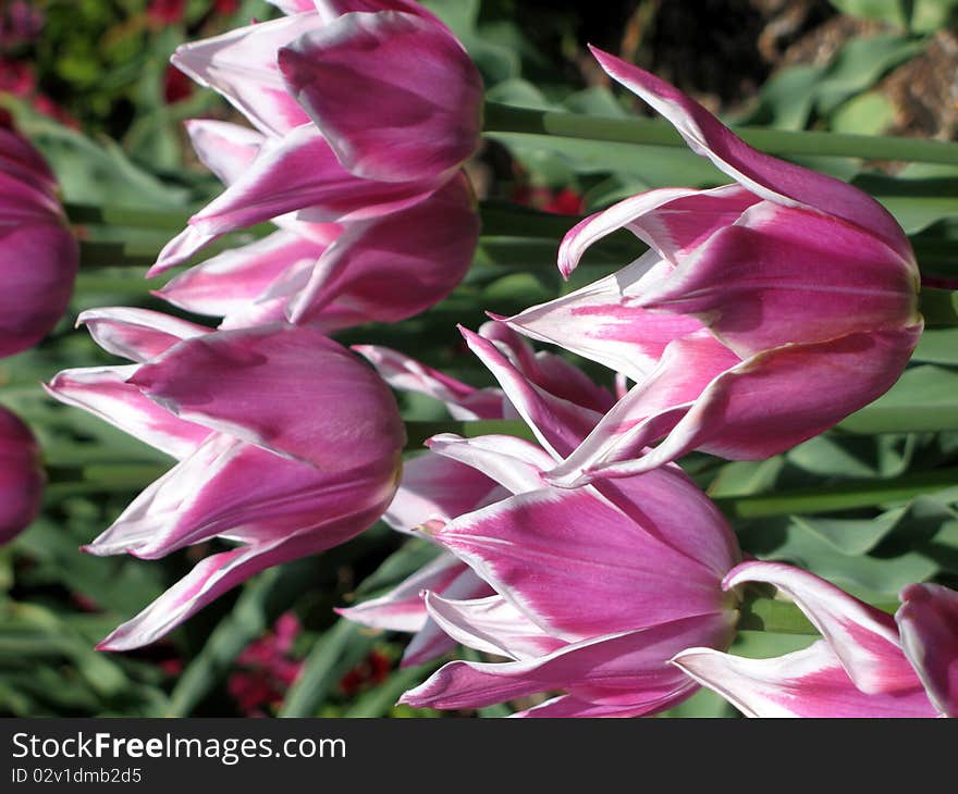 Tulip flowers in a garden. Tulip flowers in a garden