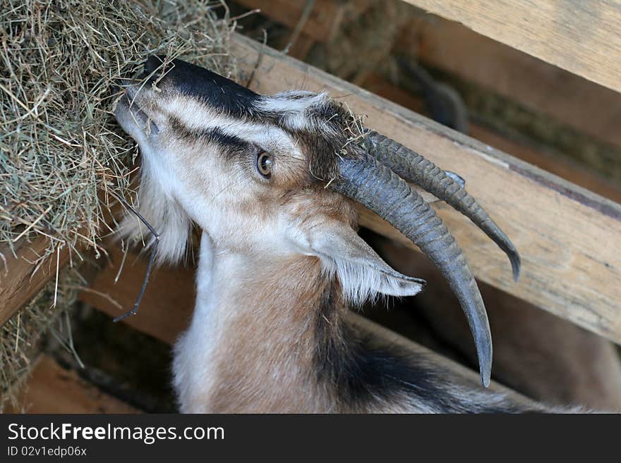 Goat head close up at farm