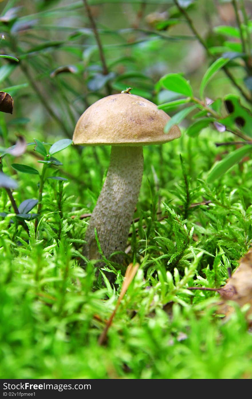 One mushroom in a green grass small depth of sharpness. One mushroom in a green grass small depth of sharpness