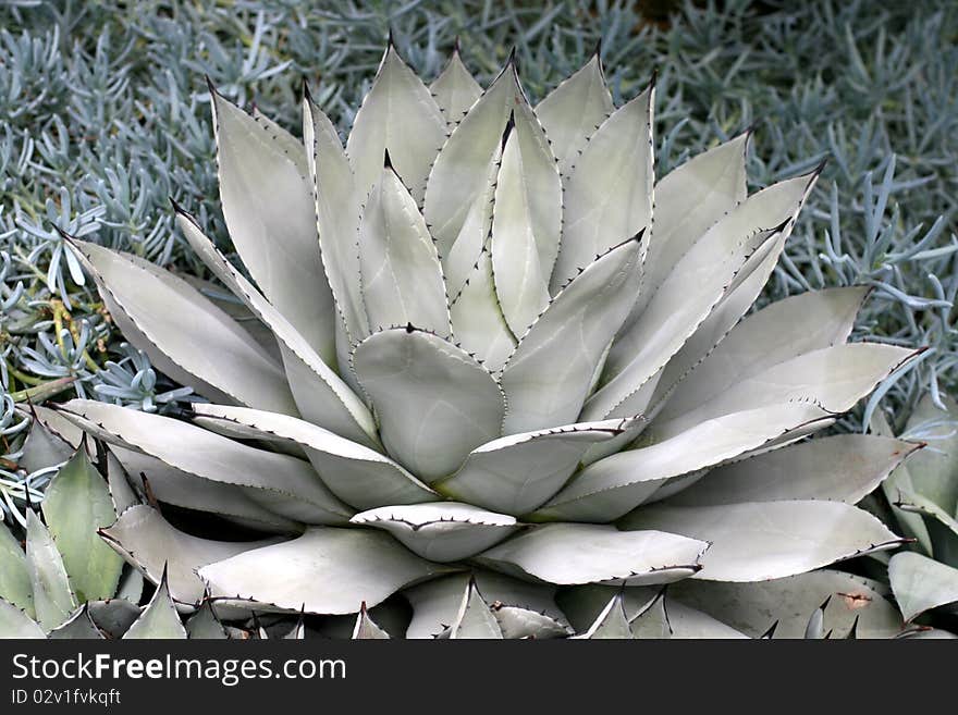 Mescal plant in a garden