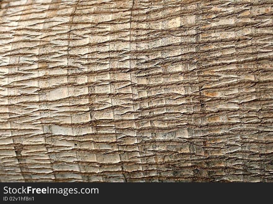 Palm bark as a background