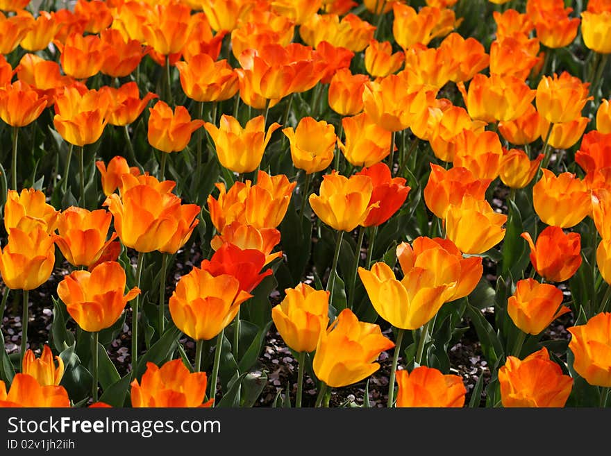 Tulip flowers in a garden. Tulip flowers in a garden