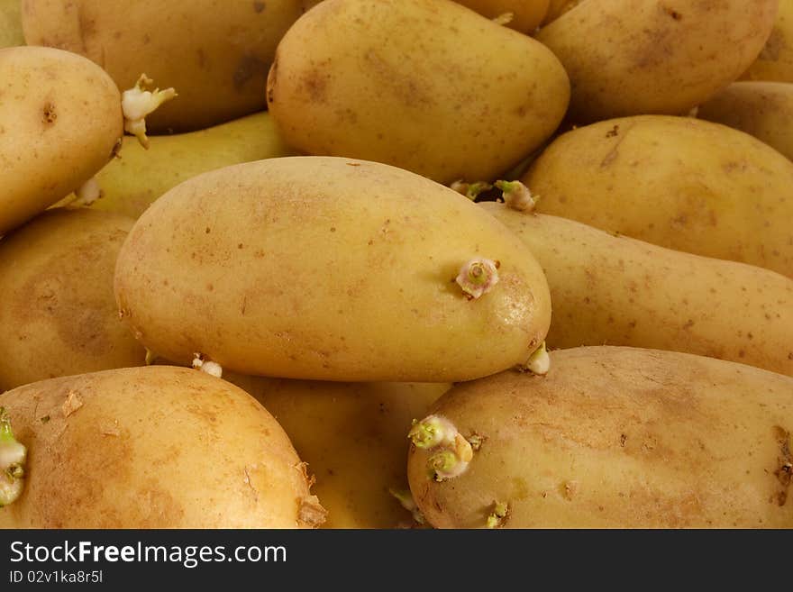 A lot of fresh potato. food background