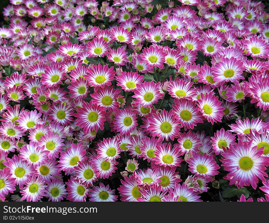 Chrysanthemum flowers in a garden. Chrysanthemum flowers in a garden