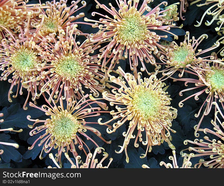 Chrysanthemum flowers in a garden. Chrysanthemum flowers in a garden