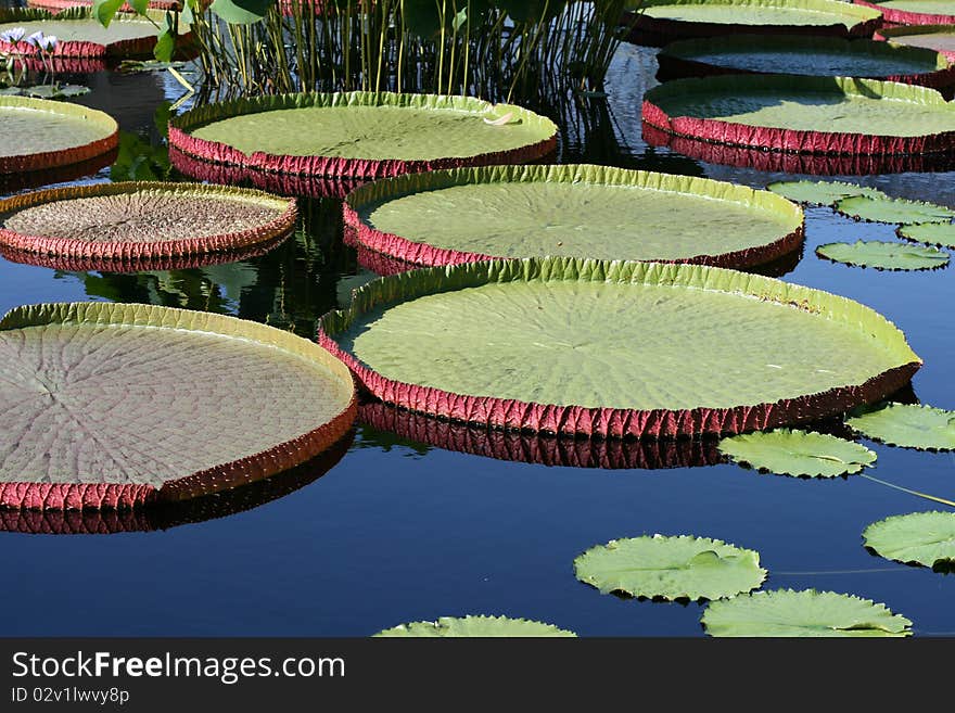 Water-platter