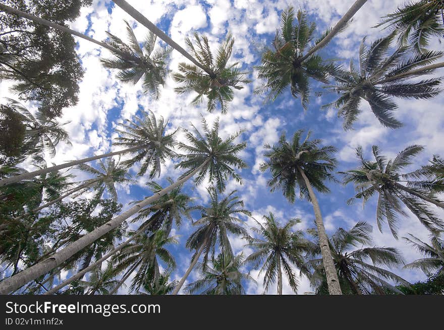 Coconut tree from the bottom view.