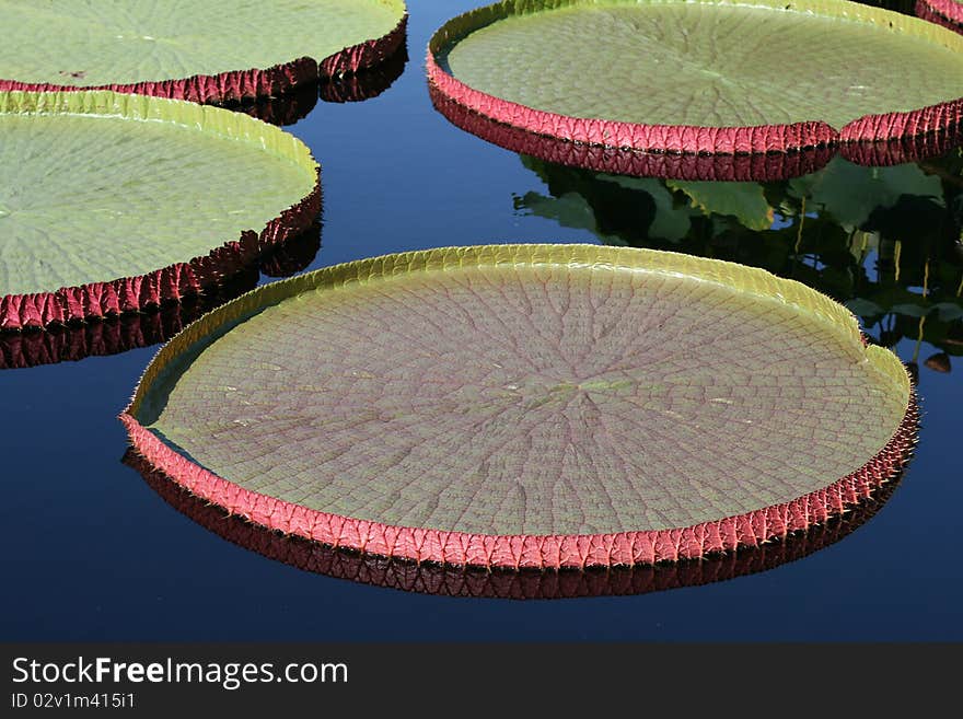 Water-platter leaves in a pond