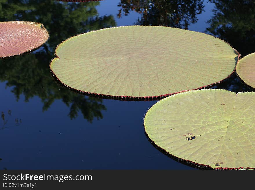 Water-platter