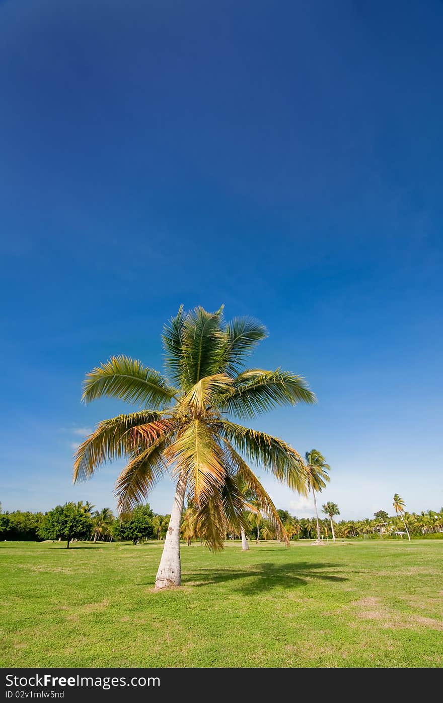 One tropical palm in front of the blue sky