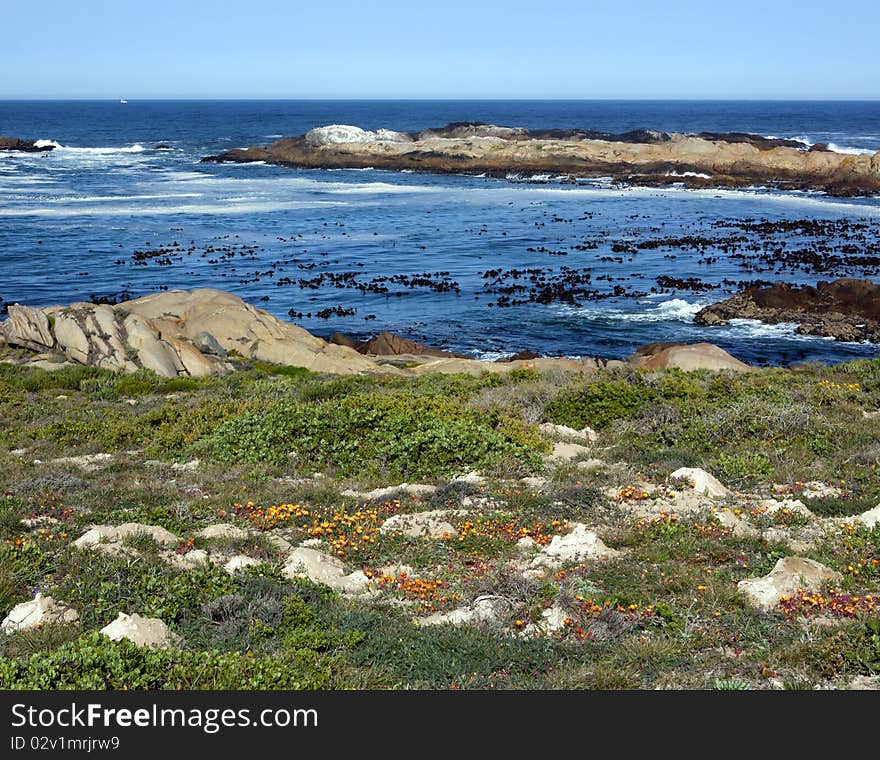 Summer flowers along the coast on the seashore near Paternoster, South Africa