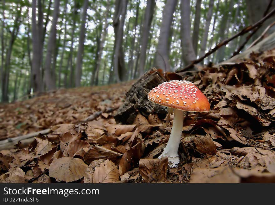 Red mushroom in the wood. Red mushroom in the wood