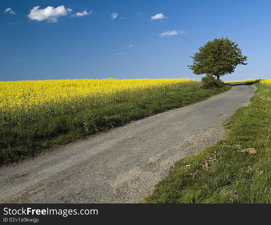 Path to a tree in a field. Path to a tree in a field