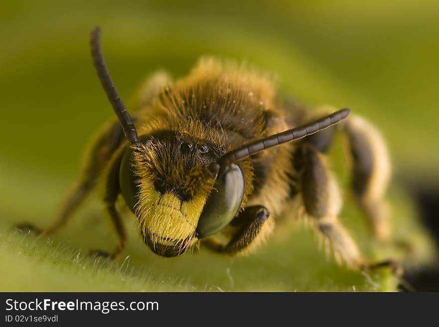 Detail wasps sitting on leaf