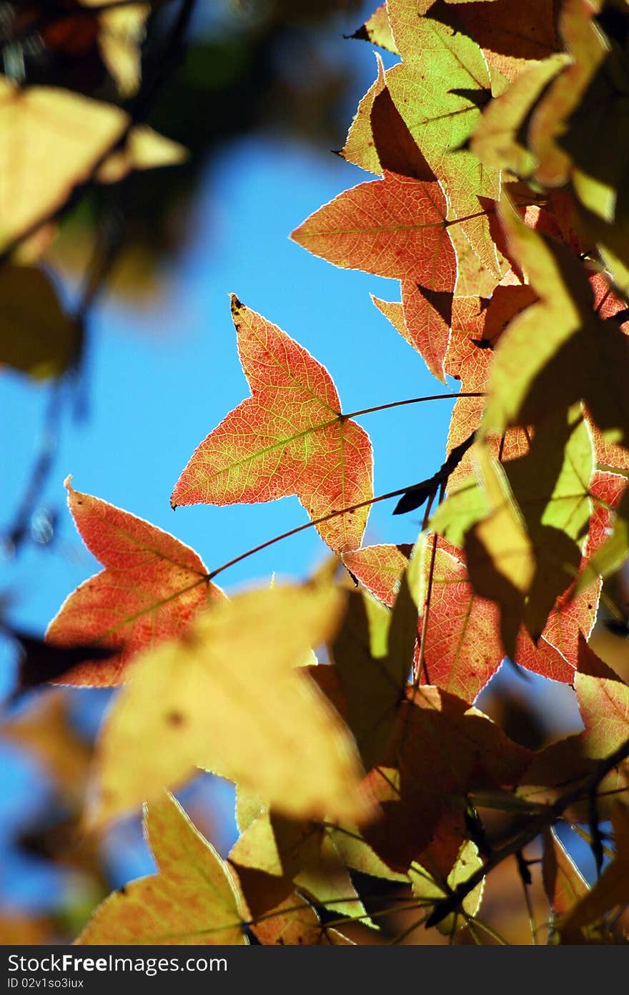 Maple leaf in the north of Thailand