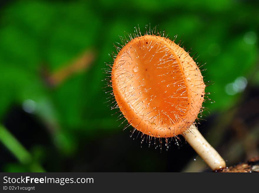 A small mushroom in tropical forest. A small mushroom in tropical forest